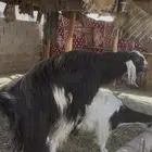 تيس فحل كفو جرم وارتفاع واجم بدون قرون