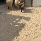 جذعان نعيم فاخره