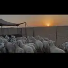 ضان حرية للبيع
