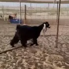 عنز سديس