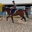 فرس للبيع هاديه وتصلح للاطفال وللنياق