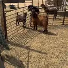 تيس للبيع
