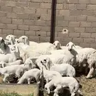 غنم خلفات