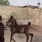 مهر شعبي فاخر امه وابوه صفر