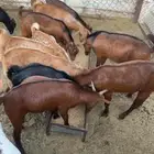 تيوس