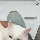 بس ذكر العمر سنتين الاسم   سكر