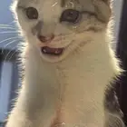 قطه
