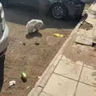 كلب مفقود ضايع