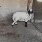 طلي نعيمي
