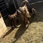 عنز متاومه