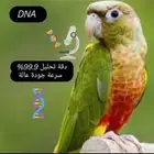 اقوى عرض تحليل طيور لمعرفت الجنس