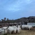 غنم مقاني