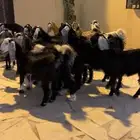 تيوس وجفار عوارض