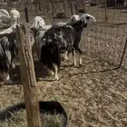 شياه نجد دفيع على الشرط