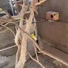 ساجر