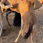 خلفة تحتها بكرة تحلب طاسه 50 هداوه ومشروطه