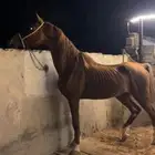 حصان واهو