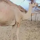 ناقه