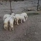 بهم ربو