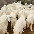 رخال جذعات