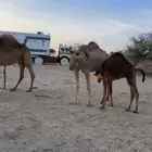 ابل حمر