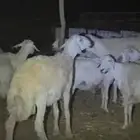 خروف جذع مشروط