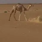 بكره حقه للبيع