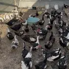 بط مصري