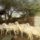ضان مضاريع ودفيع