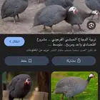 مطلوب دجاج حبش الزلفي