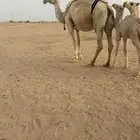 خلفه وضحاء تحتها قعود هديه