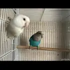 جوز روز جميل منتج اي سومه بعت