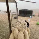طليان ورخال تربيه