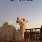 بعير كفو منتج وشرط عن جميع العذريب