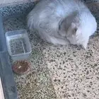 قط بحاجة للتبني