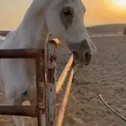 خيل للبيع
