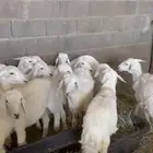 رخال حريات