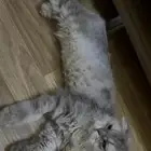 تبني قطه