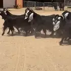 معزا عوارض فاخره