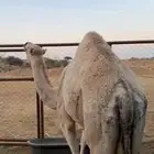 بكره مفروده