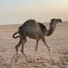 حوار لباني العمر 5 شهور