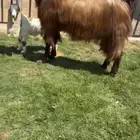 للبيع عنز والد قبرصيه خصمم