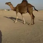 ناقة ملاقي للبيع