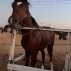 حصان شعبي كفو