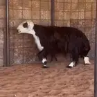 غنم