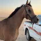 حصان شعبي طيب