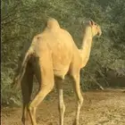 ناقه عاديه جنب