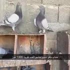 حمام سلفر سوبر جامبو