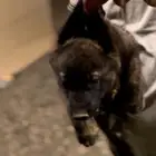 جرو جيرمن سيبيل لون نادر