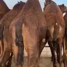 قعدان بلدي وفيه مستورد شي كفو فيه توصيل